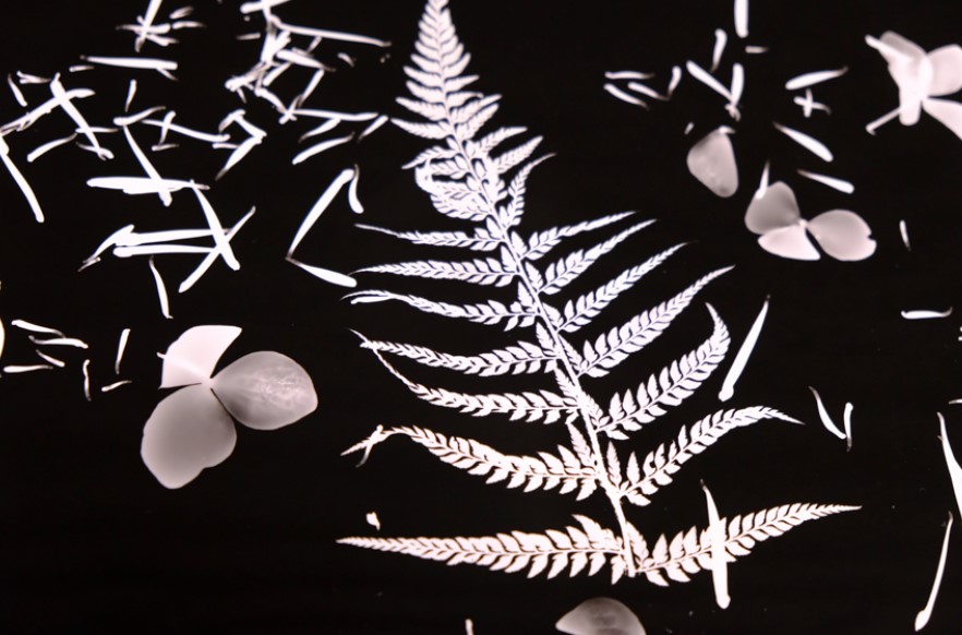 photograms