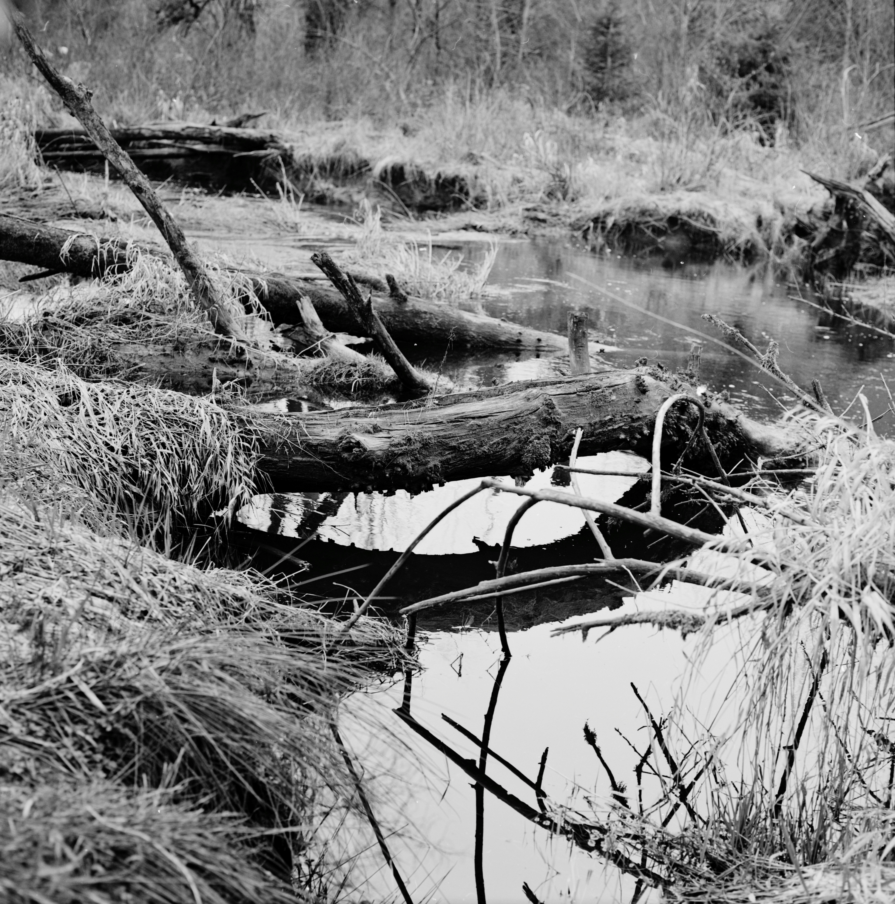 Bear Creek — Pentacon Six, Biometar 120 / Ilford XP2 Super 400